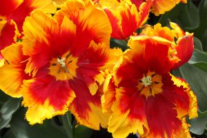 Pestrost tvarů a barev tulipánů nezná mezí
