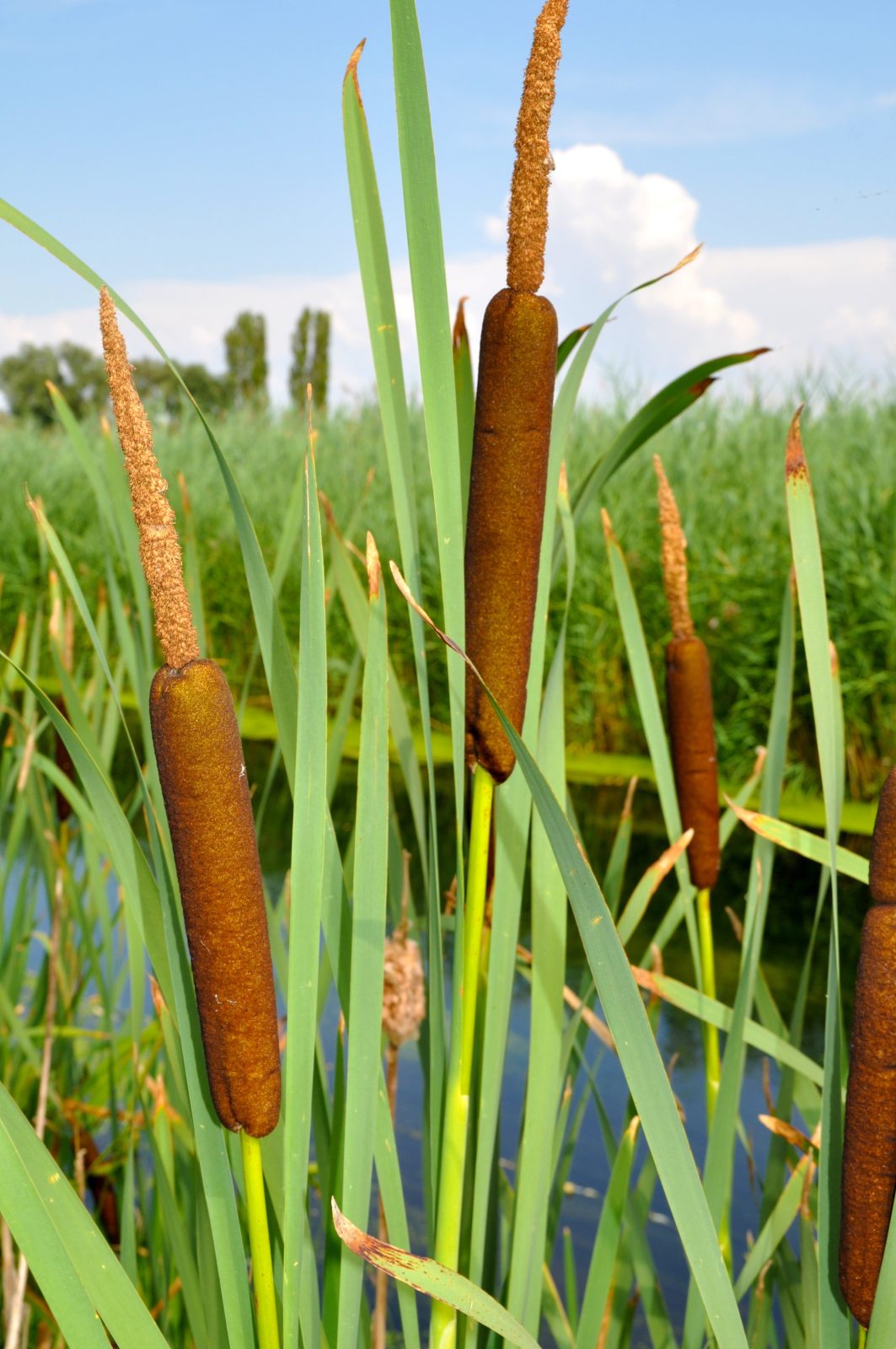 broadleaf-cattail-278258 - Pestrá Zahrada