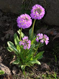 Kulovitá prvosenka Primula atrodentata