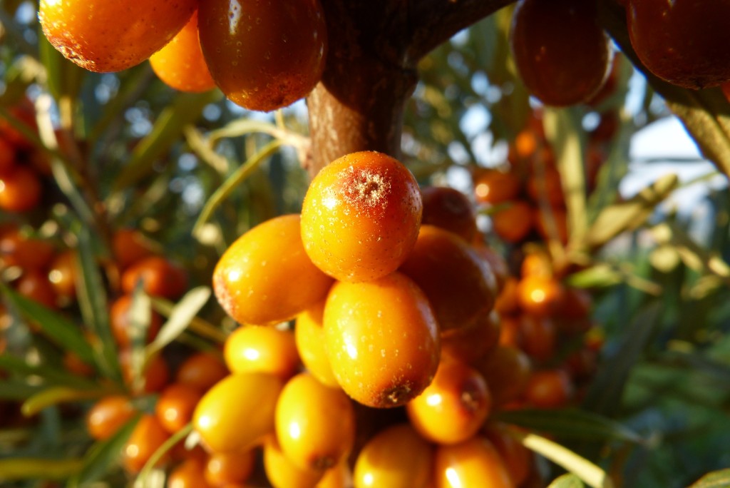 Plody rakytníku řašetlákového a jejich typické oranžové zbarvení