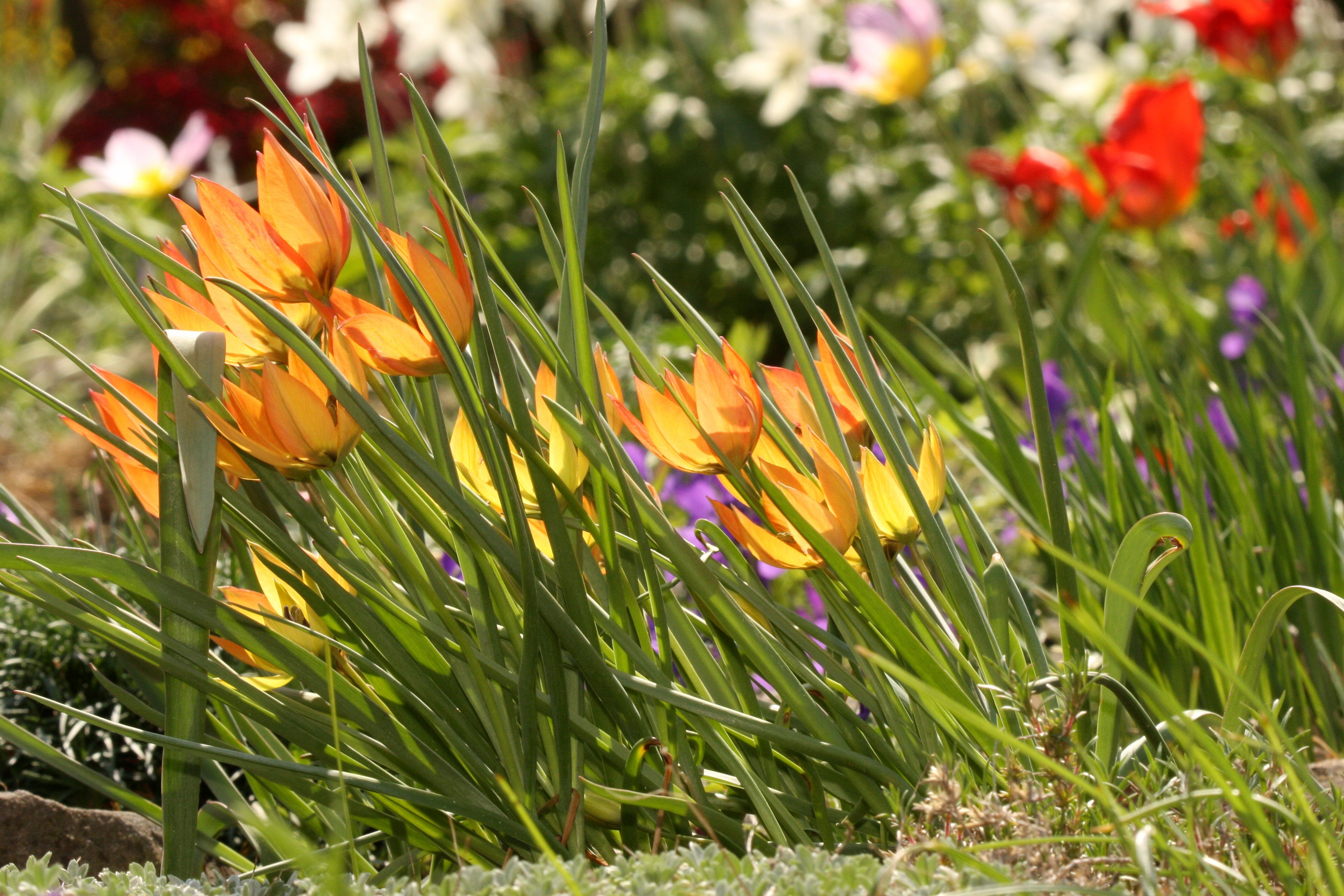 Botanické druhy tulipánů