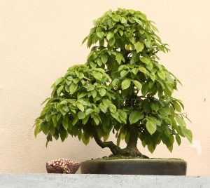 Košatá bonsai vytvořená z habru