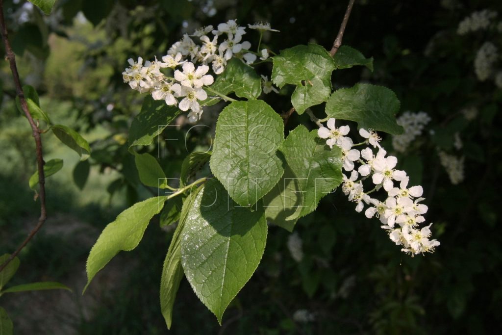 Střemcha obecná je omamně vonící strom s hrozny bílých květů