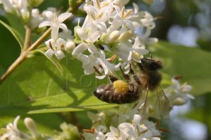 Včely sbírají nektar i pyl