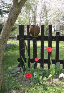 Tulipány do české zahrady patří odedávna