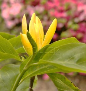 Kultivar Daphne kvete dokonce žlutě