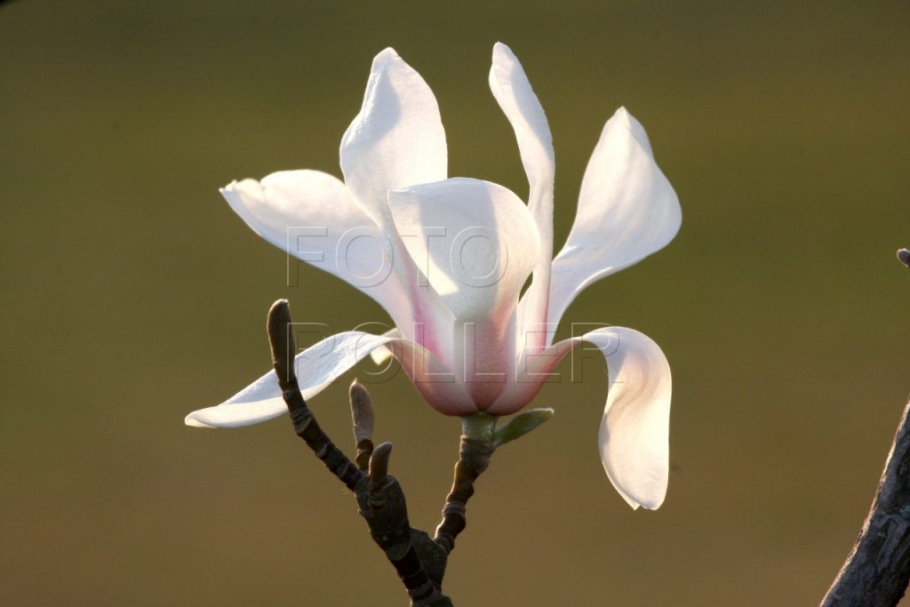 magnolie květ