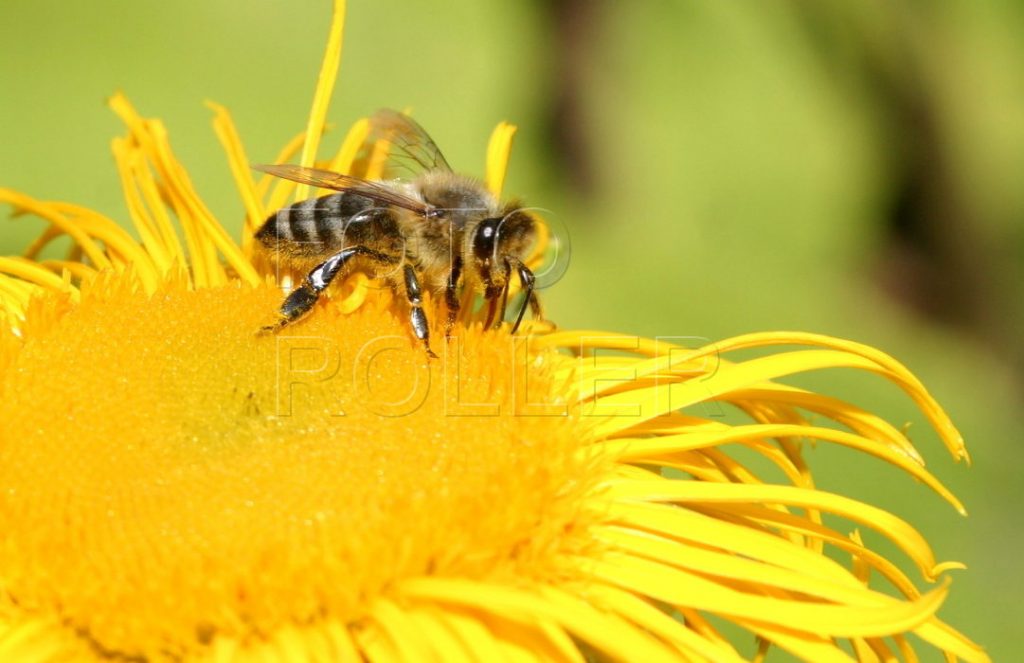 Včely jsou ti nejspolehlivější opylovači