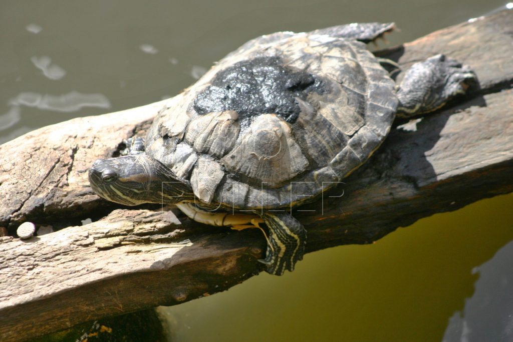 Vodní želva se potřebuje slunit