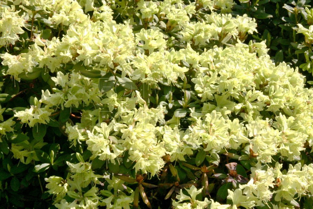 Nazelenale kvetoucí kultivar