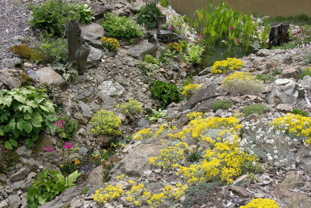 Potůček zahloubený do kamenité plošiny vytvoří mikrobiotop pro odlišné druhy rostlin