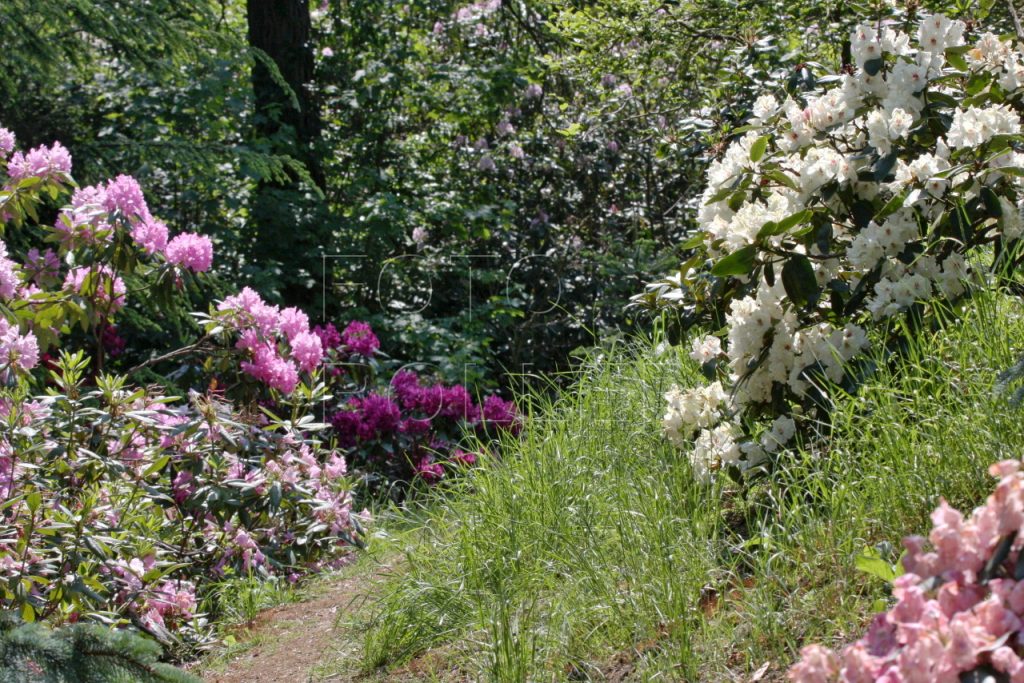 Půvabné arboretum pana Fritscheho u Krásné Lípy
