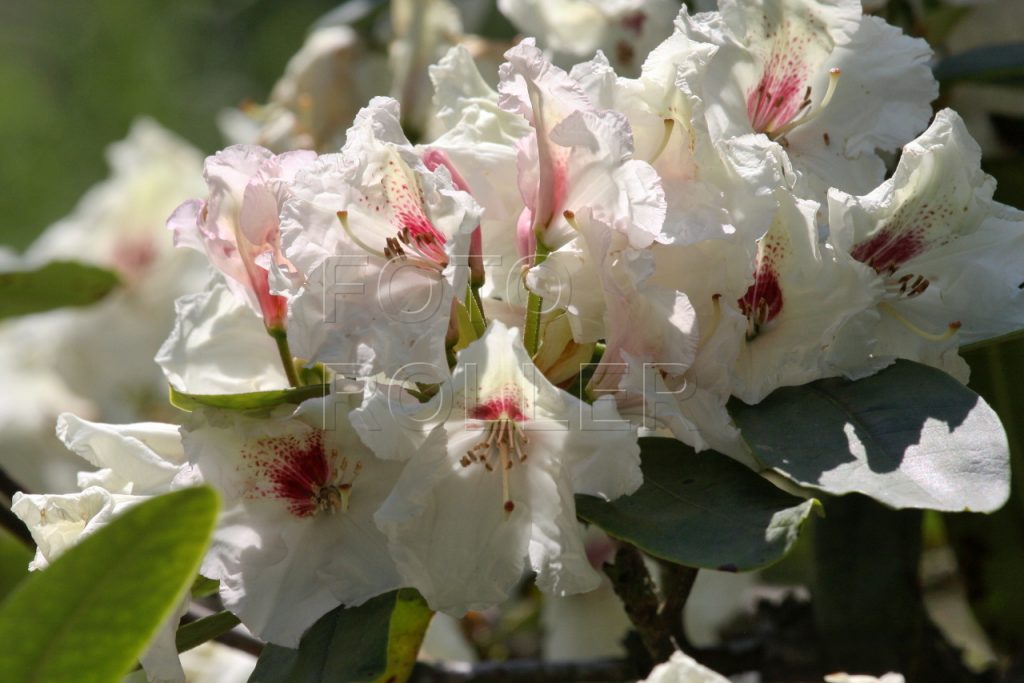 Květy jsou vydatným zdrojem nektaru pro čmeláky a včely