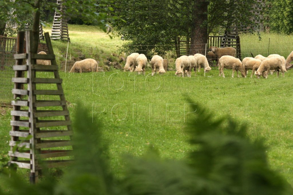 Za potokem se pase stádo ovcí