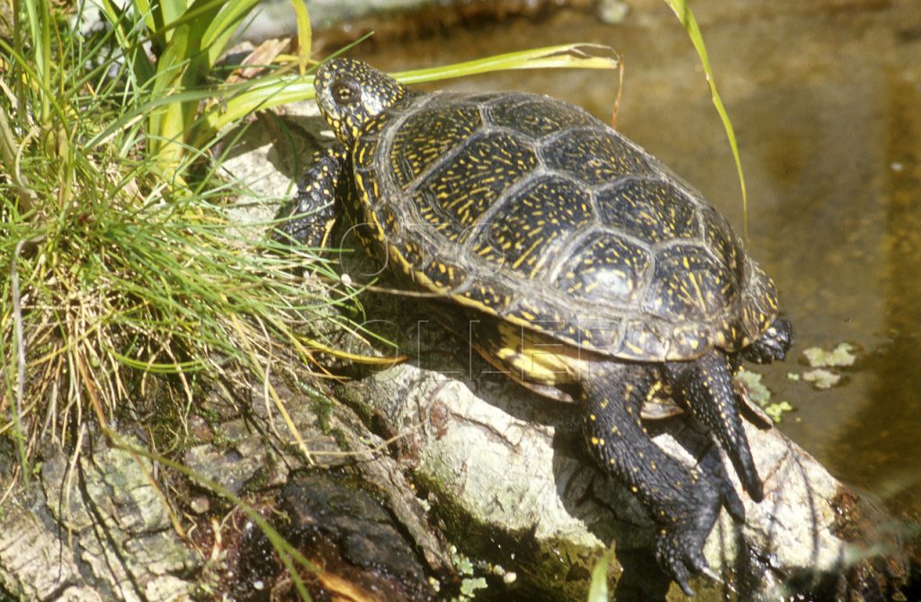 Želvu bahenní nelze chovat bez povolení, je u nás chráněná