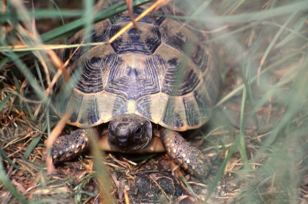 Suchozemská želva je ve vyšší vegetaci dokonale šťastná