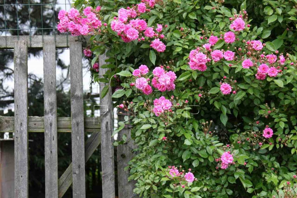 Obyčejný plot díky růžím zkrásní