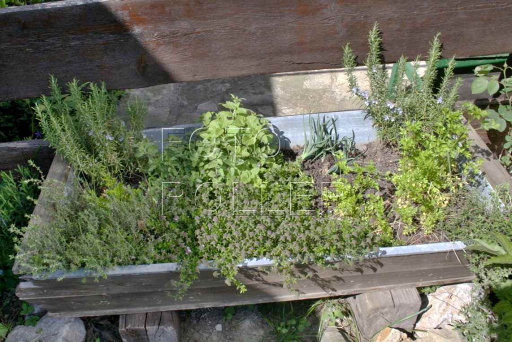 "Pohotovostní" truhlík s bylinkami hned u zahradní kuchyně