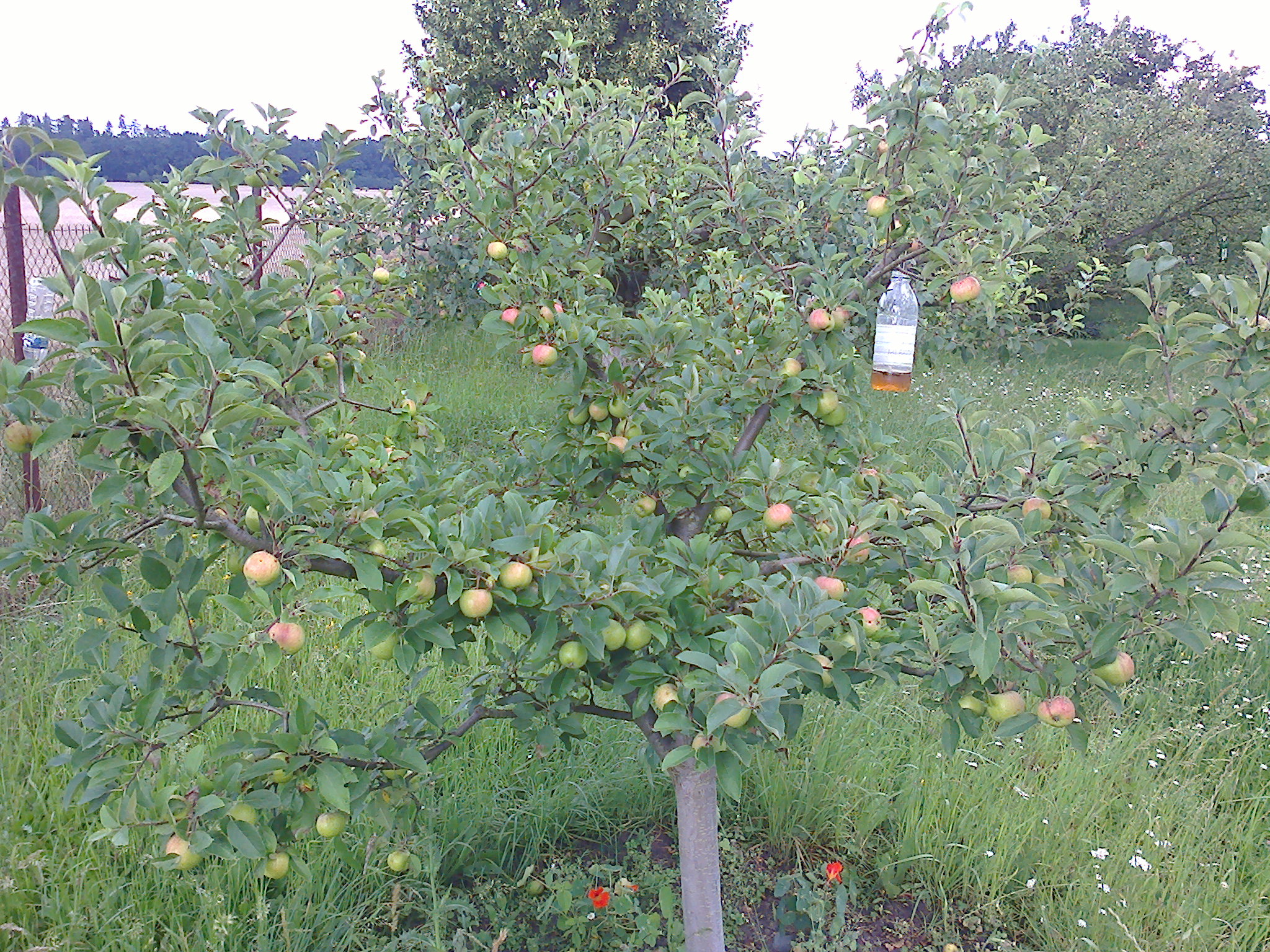Jak zasadit jablko?