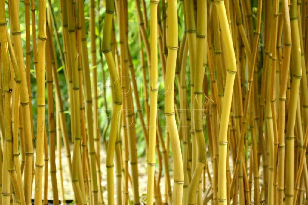 Bambus na zahradě vždy vytvoří hustý porost, musíme předem promyslet, kam až mu dovolíme rozrůstat se