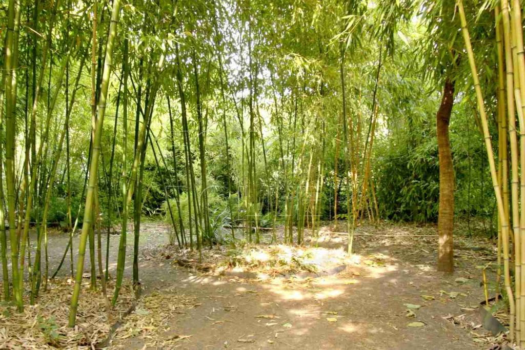 V Praze lze najít zahradnictví, které se na bambusy specializuje