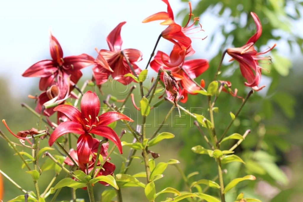 Lilie kvetou v mnoha barvách
