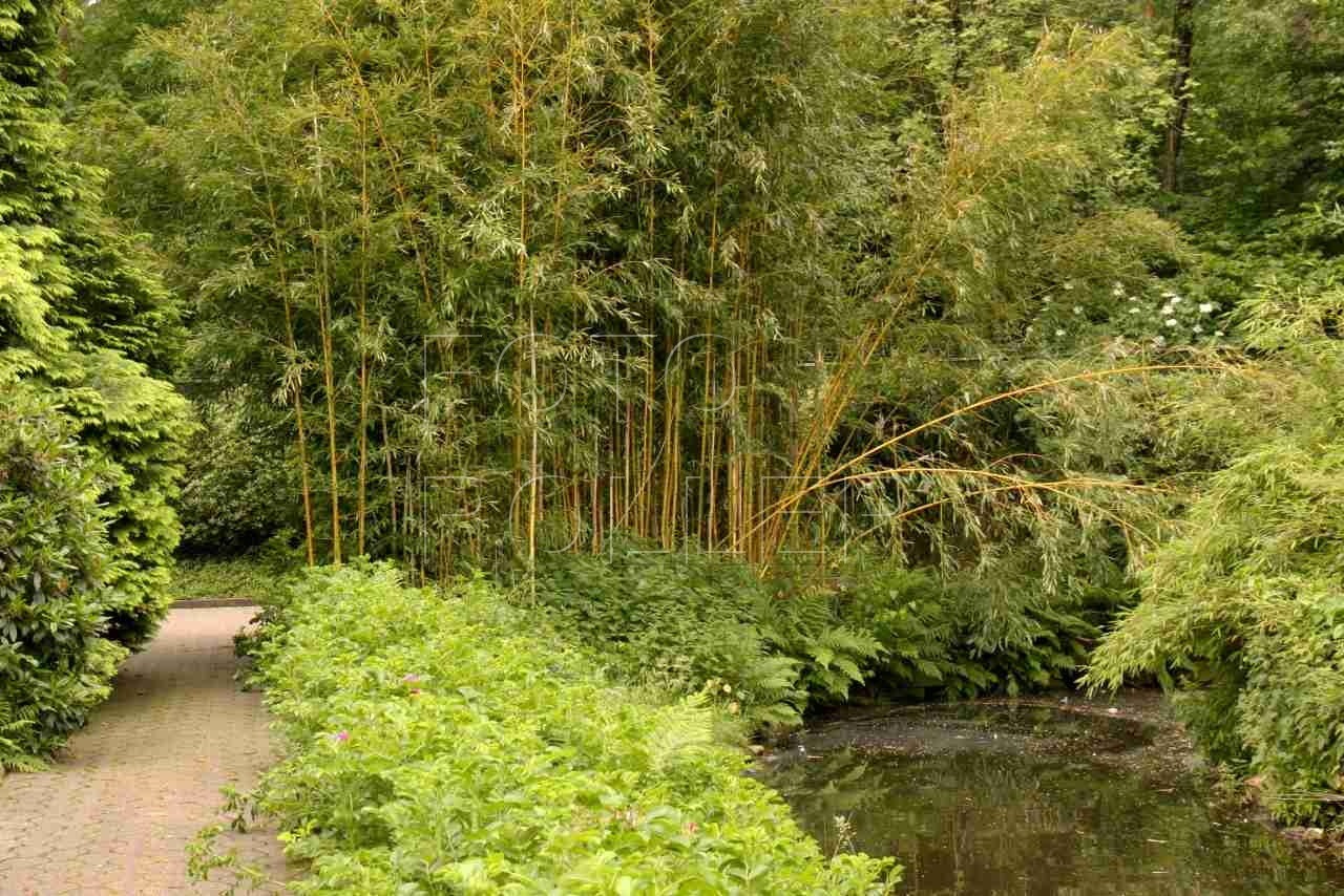 Stinná zahrada s bambusem pojatá ve velkorysém stylu