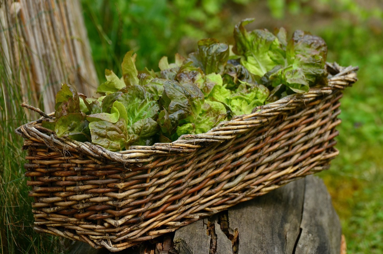 Listové saláty můžeme pěstovat i v truhlících