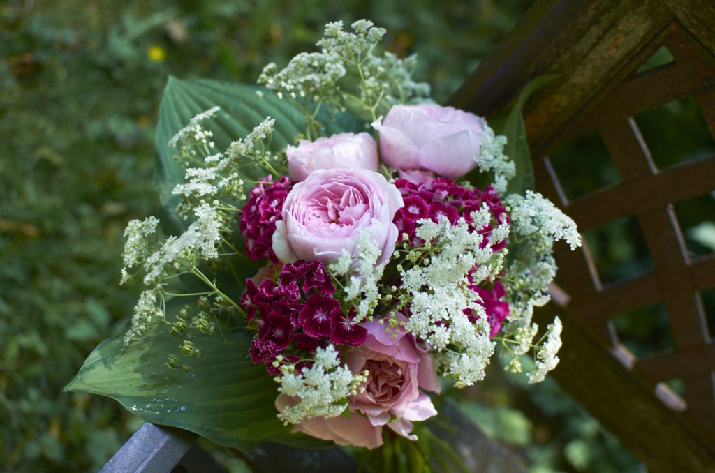 Anglické růže Geoff Hamilton a Alnwick rose v doprovodu hvozdíku bradatého a kerblíku lesního. Paspartu tvoří listy bohyšky.
