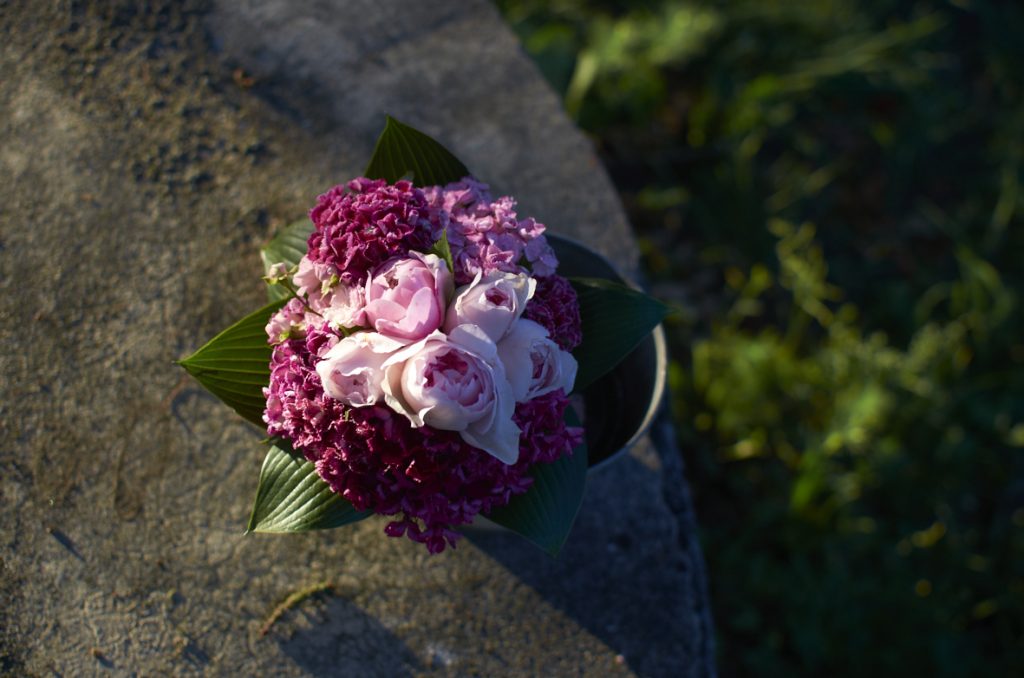 Anglická růže St. Swithun doplněná hvozdíkem bradatým a lesklým kultivarem bohyšky.
