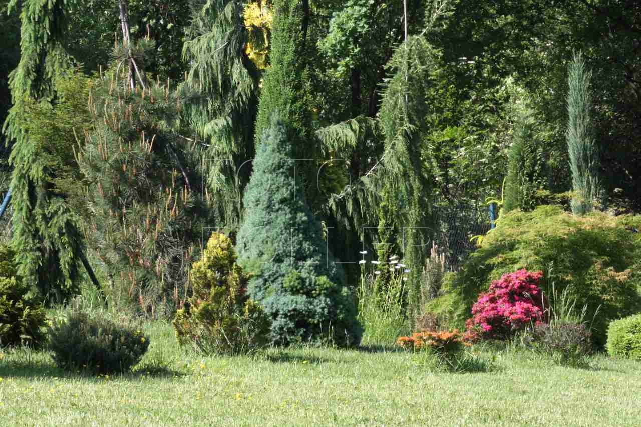 Miniarboretum u Holubů hostí nespočet dřevin