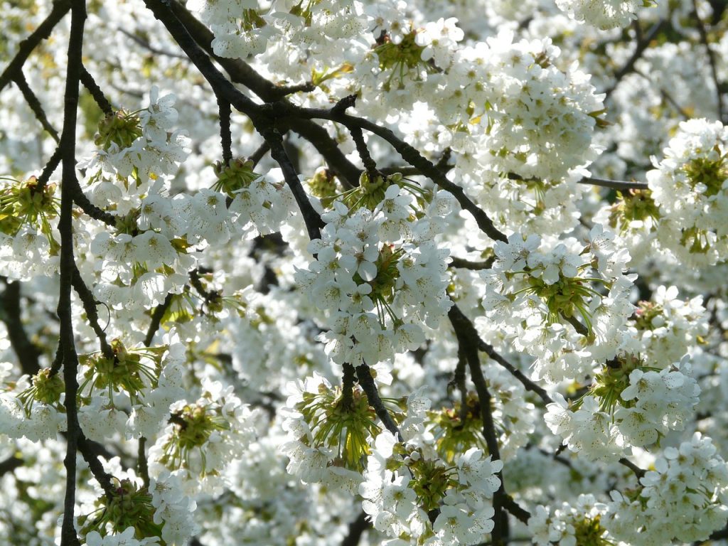 Když třešně kvetou, je to prostě nádhera