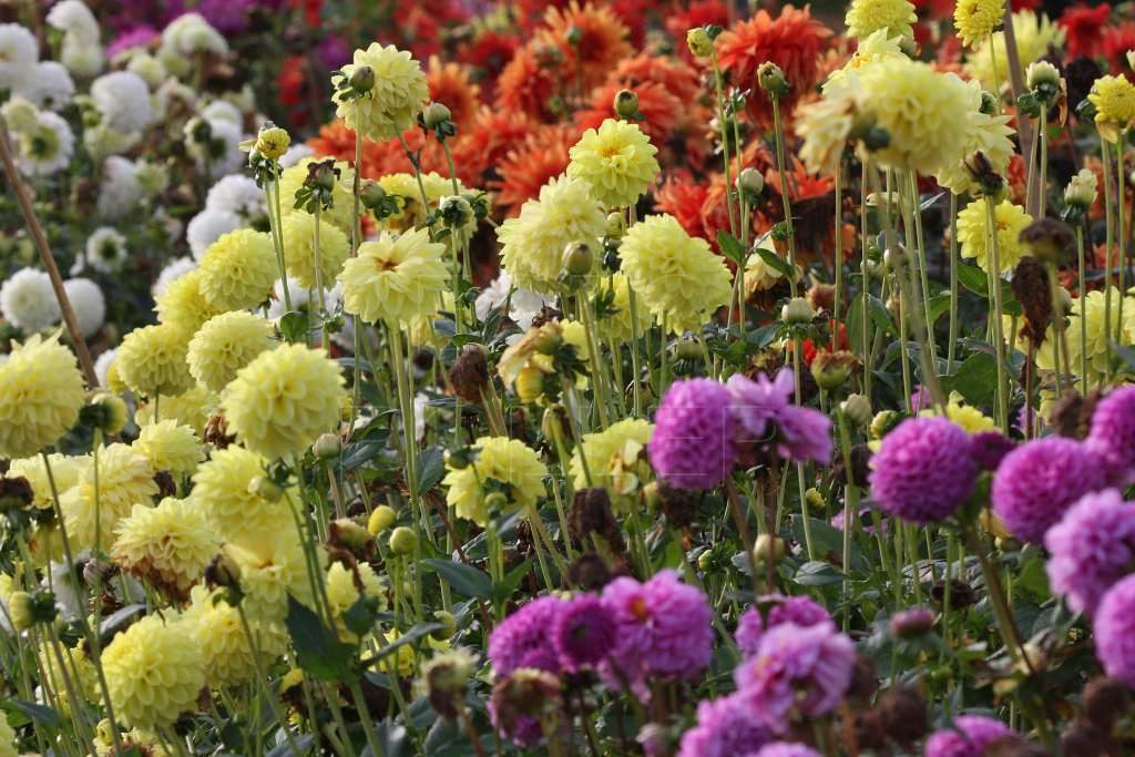 Květenství jiřin jsou rozmanité barvou i tvarem květních plátků