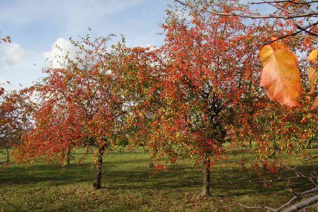 Jabloňový sad v průhonické Dendrologické zahradě