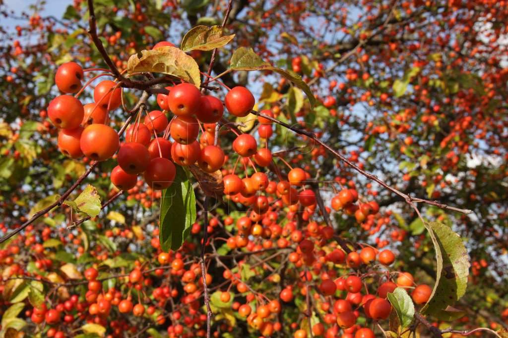 Okrasné jabloně zpestří podzimní zahradu a poskytnou potravu kosům a kvíčalám