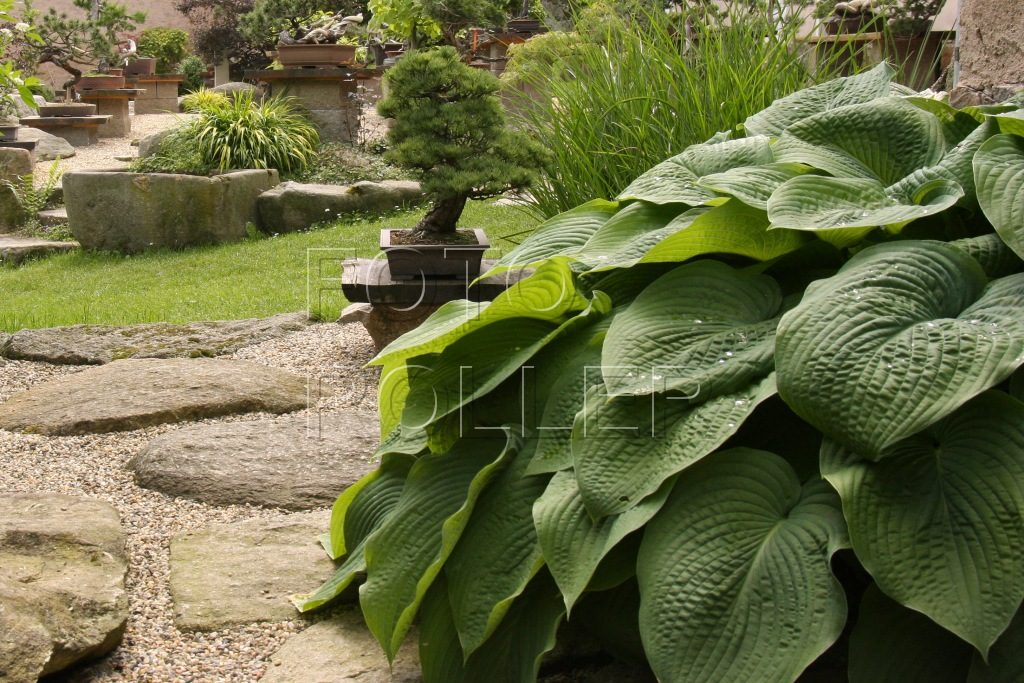 Tyto rostliny jsou oblíbené v zahradách v japonském stylu