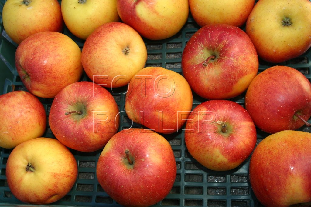 Nové odrůdy jablek se často rodí křížením těch starobylých