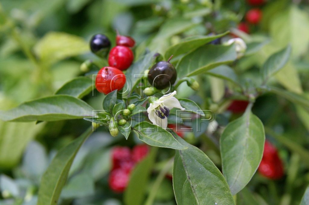 Okrasné papričky odrůdy Red Pepper
