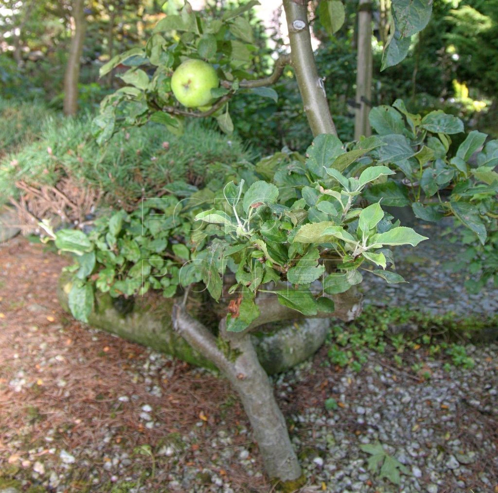 O jabloň lze tvarovat podle bonsajistických zásad