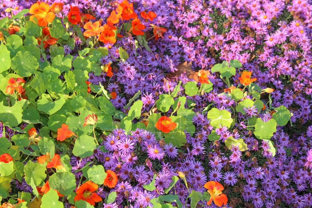 Někdy je dobré pustit mezi fialové rostliny i jiné barvy
