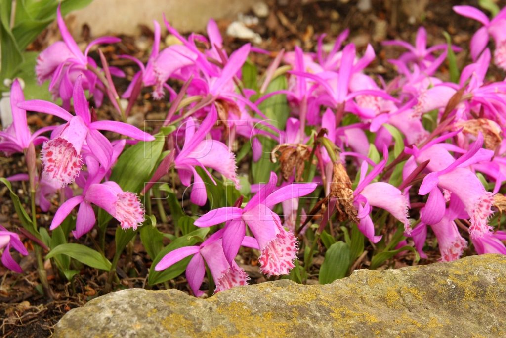 V zahradách pěstujeme obvykle severoamerické nebo asijské druhy orchidejí