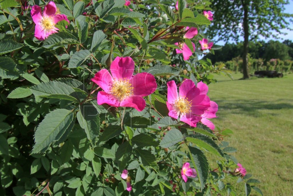 Botanické druhy růží bývají voňavější, než ty plnokvěté