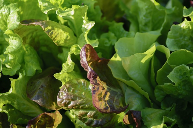 Ubránit porost salátu nebývá snadné