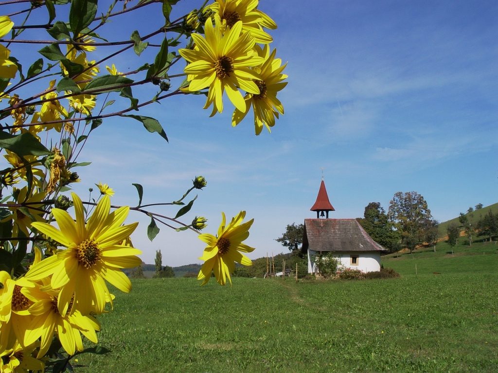 Slunečnice topinambur poslouží i jako okrasná květina