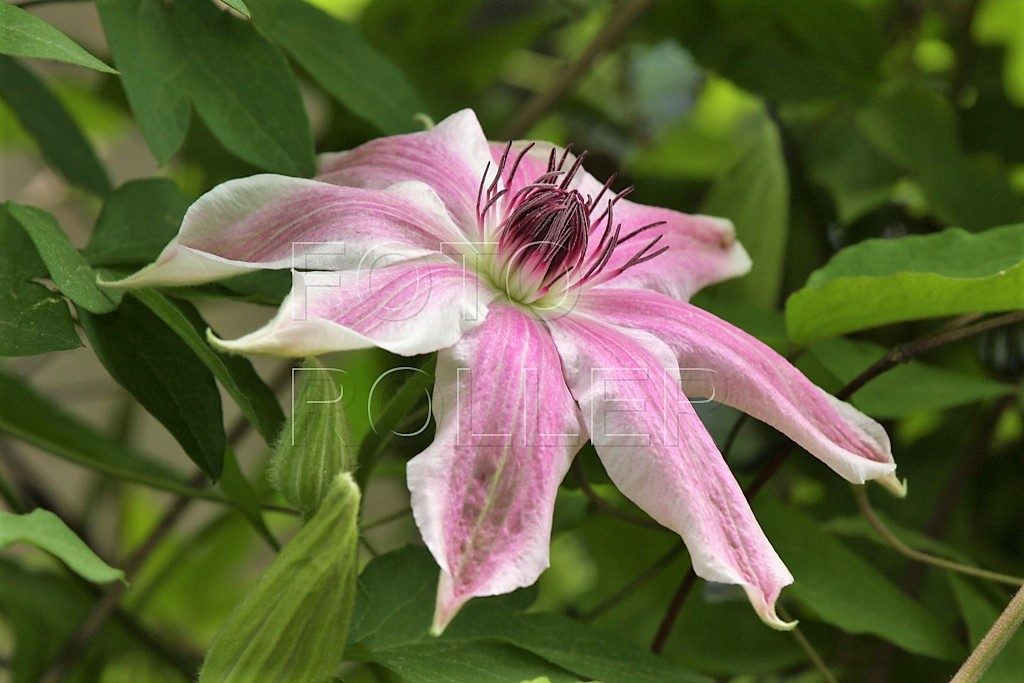 Růžovo-bíle kvetoucí kultivar plaménku