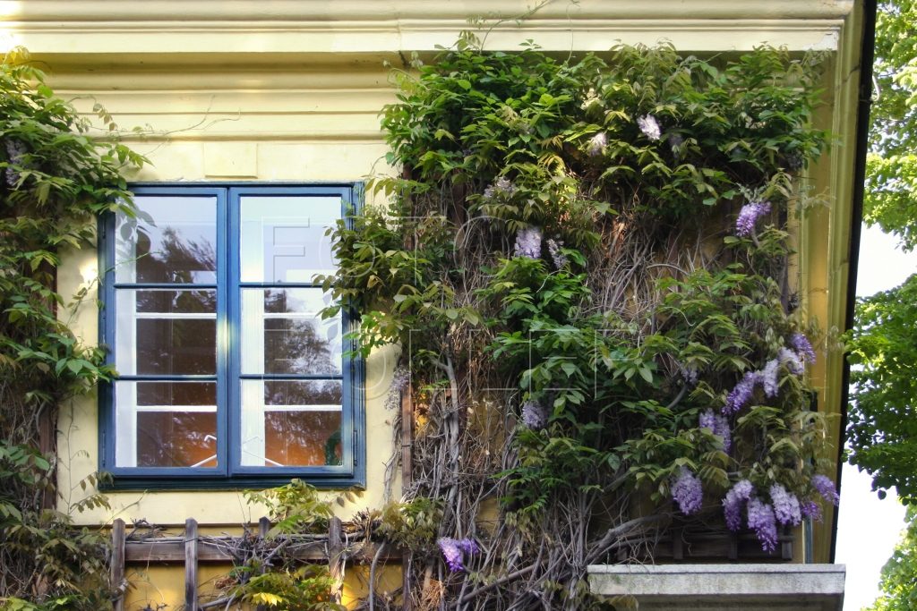 Kvetoucí popínavky mohou zkrášlit dům jakéhokoli stylu