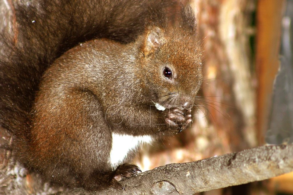 Lískové ořechy nám pomáhají sklidit veverky, plši a plšíci, strakapoudi nebo sojky