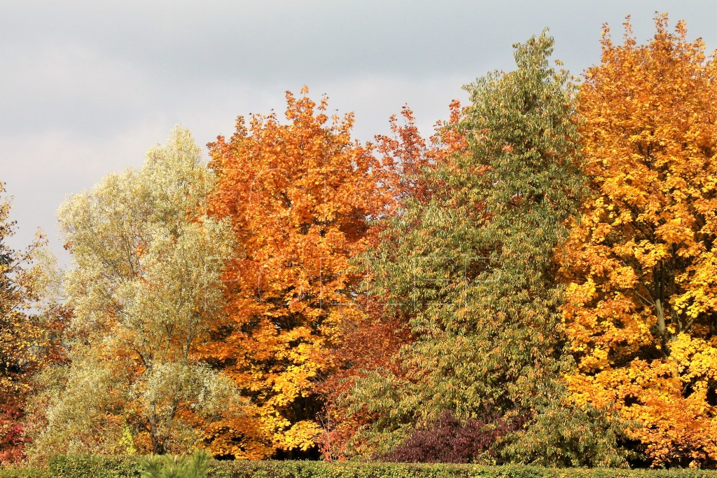 Krása podzimního barevného listí