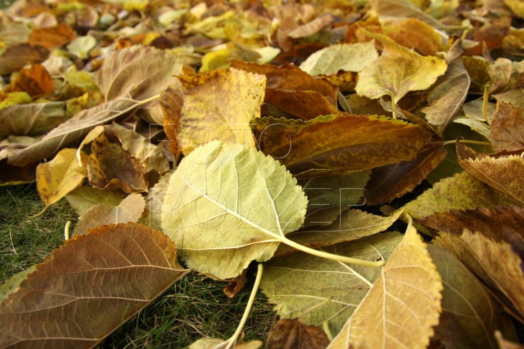 Spadané listí izoluje půdu před mrazem