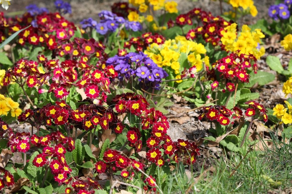 Kvetoucí koberec z primulek by měly na léto prorůst další druhy